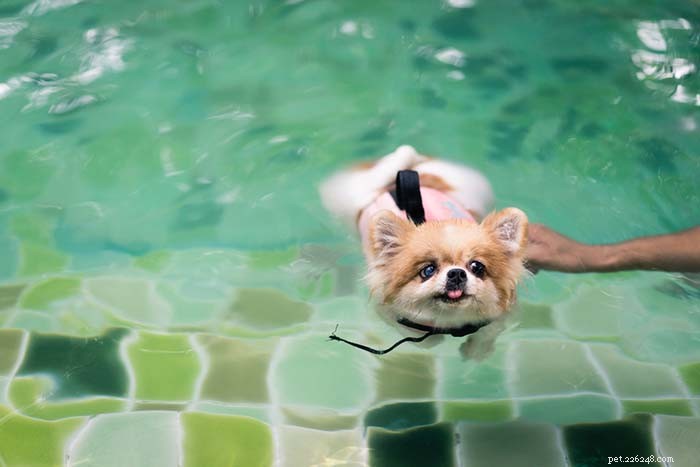 20 Dog Breeds Least Comfortable in Water: Why They Struggle