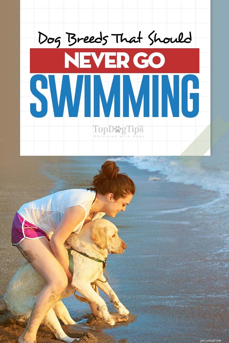 20 Dog Breeds Least Comfortable in Water: Why They Struggle