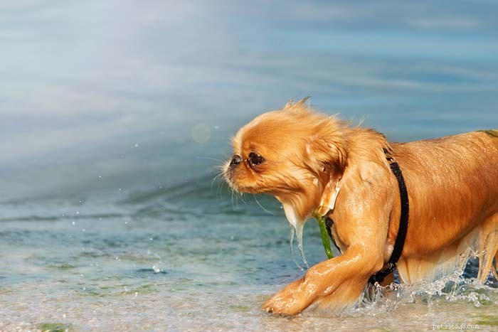 20 Dog Breeds Least Comfortable in Water: Why They Struggle