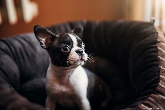 25 Top Dog Breeds Perfect for Small Apartments