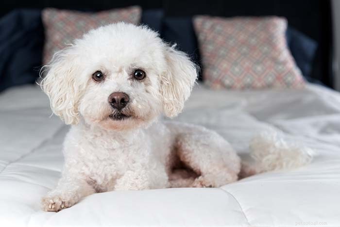 25 Top Dog Breeds Perfect for Small Apartments