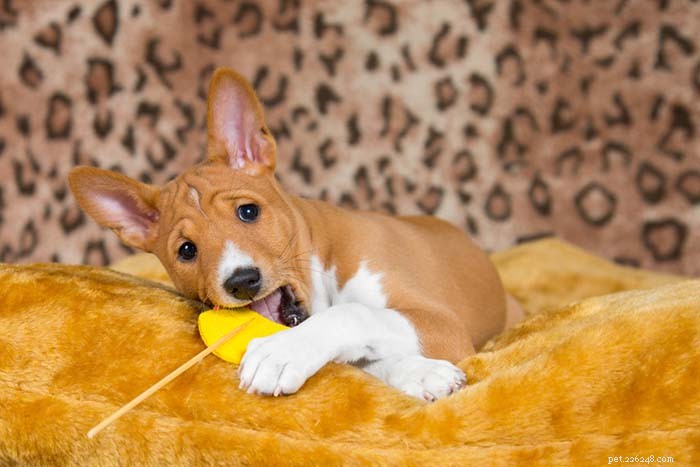 25 Top Dog Breeds Perfect for Small Apartments