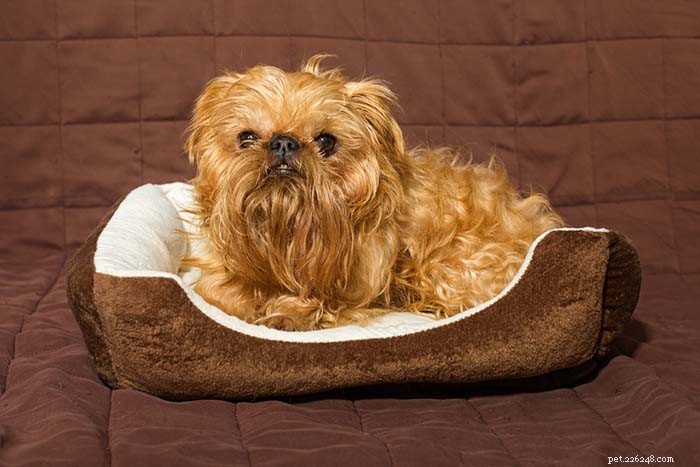 25 Top Dog Breeds Perfect for Small Apartments