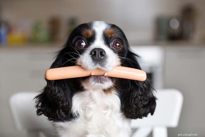 25 Top Dog Breeds Perfect for Small Apartments
