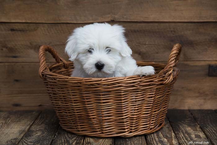 25 Top Dog Breeds Perfect for Small Apartments