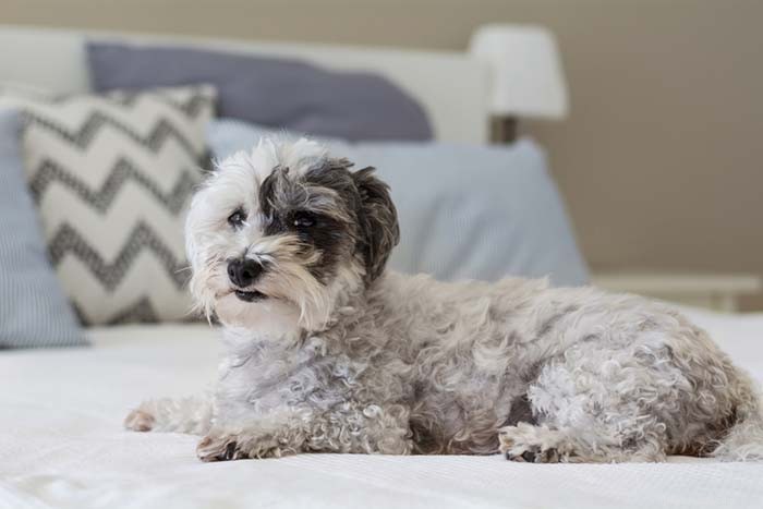 25 Top Dog Breeds Perfect for Small Apartments