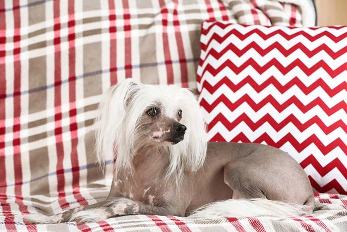 25 Top Dog Breeds Perfect for Small Apartments