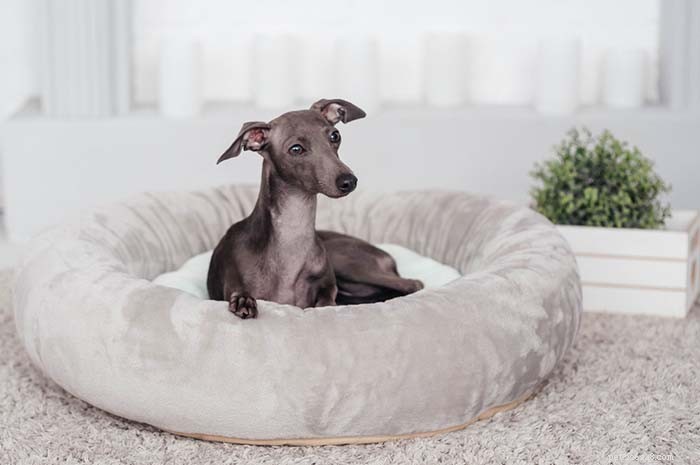 25 Top Dog Breeds Perfect for Small Apartments