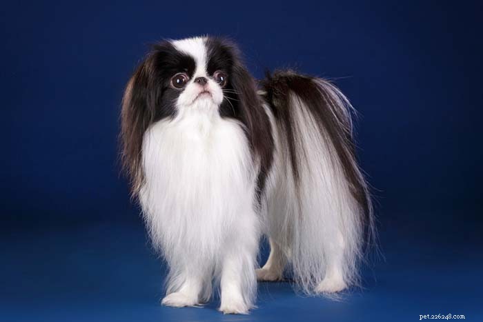 25 Top Dog Breeds Perfect for Small Apartments