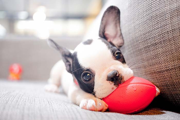 25 Top Dog Breeds Perfect for Small Apartments
