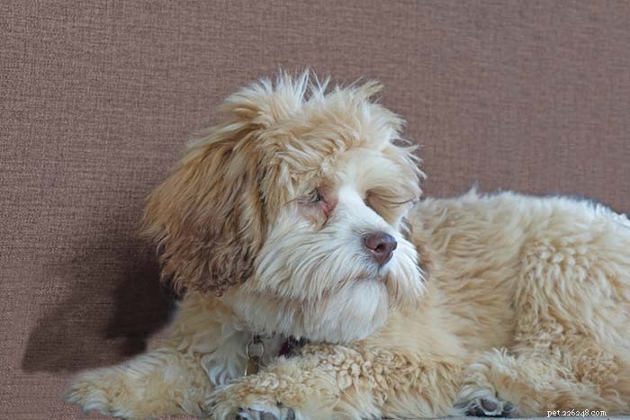 25 Top Dog Breeds Perfect for Small Apartments