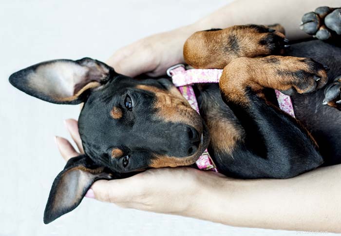 25 Top Dog Breeds Perfect for Small Apartments