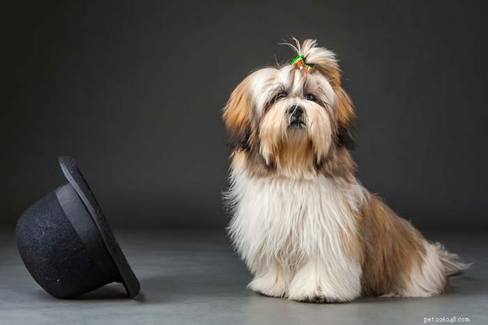 25 Top Dog Breeds Perfect for Small Apartments