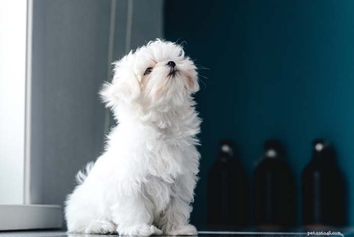 25 Top Dog Breeds Perfect for Small Apartments