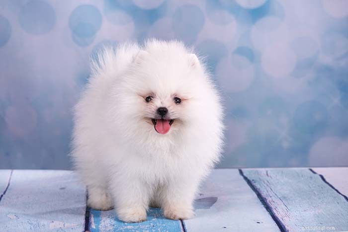 25 Top Dog Breeds Perfect for Small Apartments