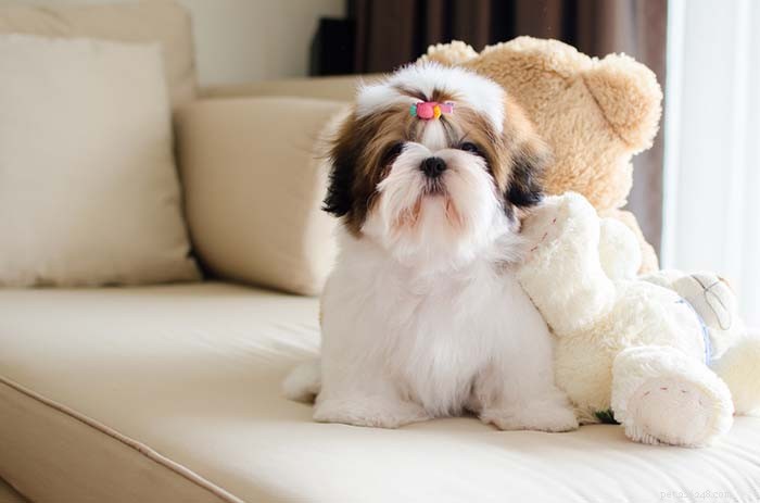 25 Top Dog Breeds Perfect for Small Apartments