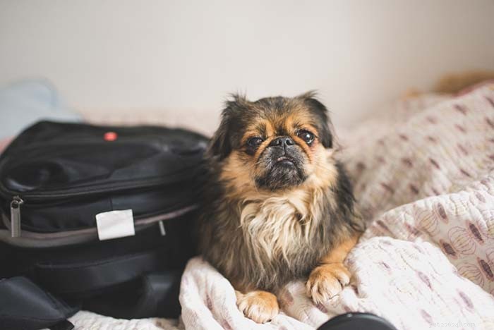 25 Top Dog Breeds Perfect for Small Apartments