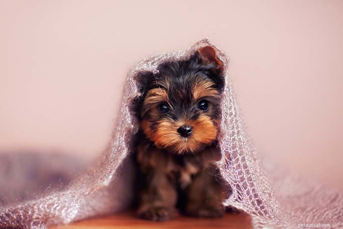 25 Top Dog Breeds Perfect for Small Apartments