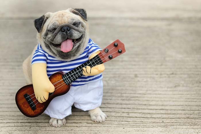 25 Top Dog Breeds Perfect for Small Apartments