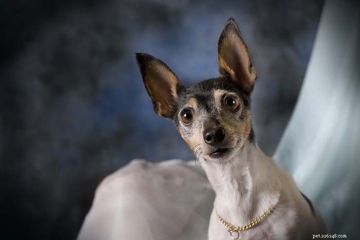 25 Top Dog Breeds Perfect for Small Apartments