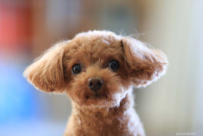 25 Top Dog Breeds Perfect for Small Apartments