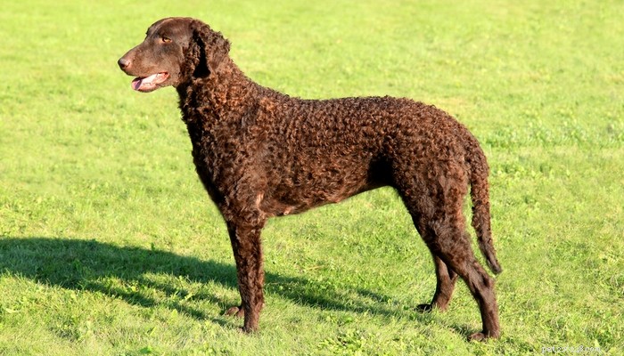 14 Rare Dog Breeds That Are Truly Unique