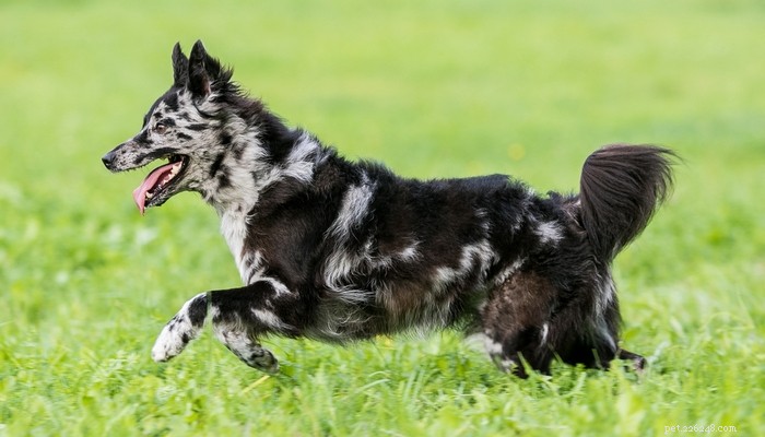 14 Rare Dog Breeds That Are Truly Unique