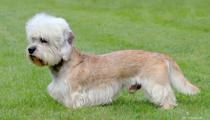 14 Rare Dog Breeds That Are Truly Unique