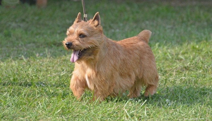 14 Rare Dog Breeds That Are Truly Unique