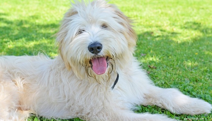 14 Rare Dog Breeds That Are Truly Unique
