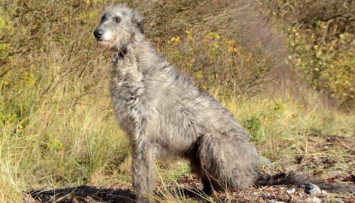 14 Rare Dog Breeds That Are Truly Unique