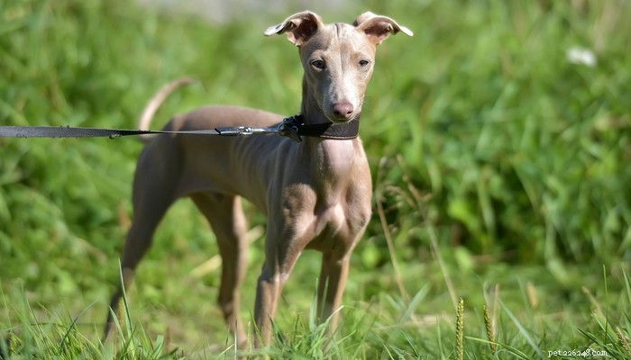 14 Rare Dog Breeds That Are Truly Unique