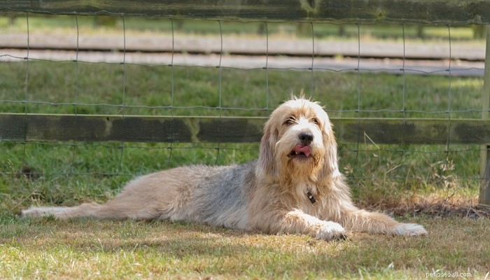 14 Rare Dog Breeds That Are Truly Unique