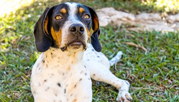 14 Rare Dog Breeds That Are Truly Unique
