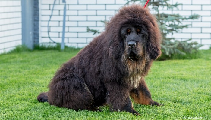 14 Rare Dog Breeds That Are Truly Unique