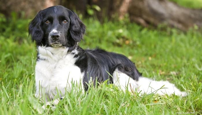 14 Rare Dog Breeds That Are Truly Unique
