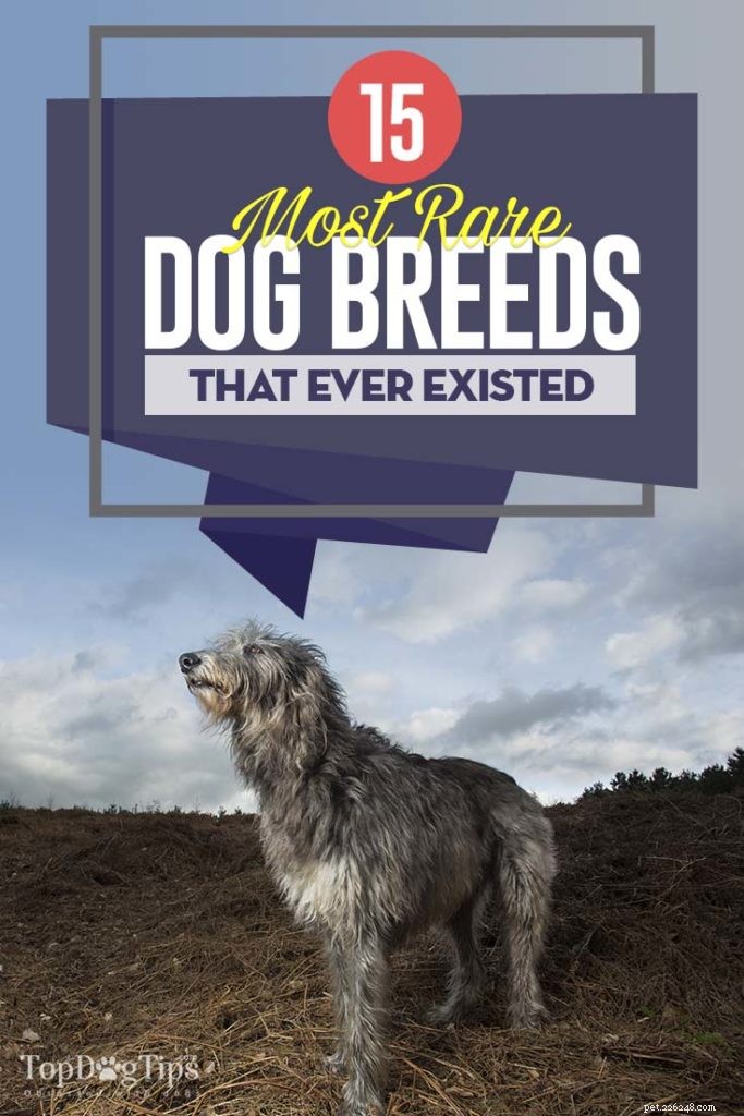14 Rare Dog Breeds That Are Truly Unique
