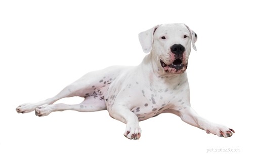 15 Dog Breeds Most Frequently Associated with Severe Bite Incidents