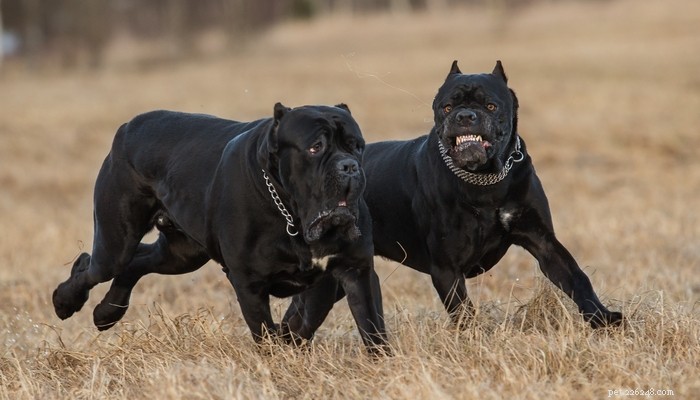 15 Dog Breeds Most Frequently Associated with Severe Bite Incidents