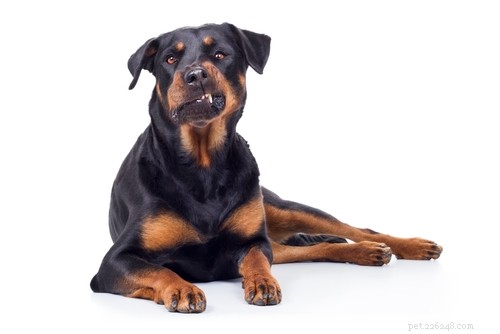 15 Dog Breeds Most Frequently Associated with Severe Bite Incidents