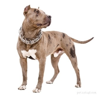 15 Dog Breeds Most Frequently Associated with Severe Bite Incidents