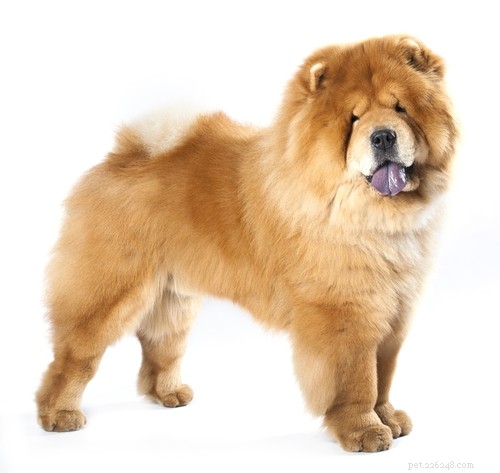 15 Dog Breeds Most Frequently Associated with Severe Bite Incidents