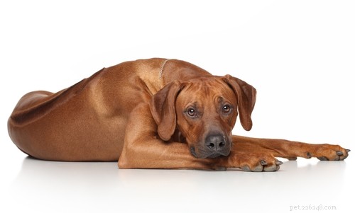 15 Dog Breeds Most Frequently Associated with Severe Bite Incidents