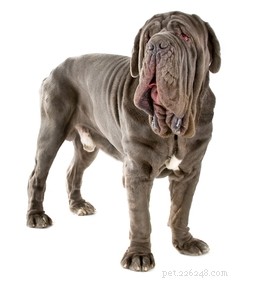 15 Dog Breeds Most Frequently Associated with Severe Bite Incidents