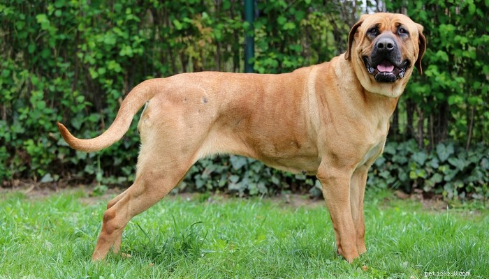 15 Dog Breeds Most Frequently Associated with Severe Bite Incidents