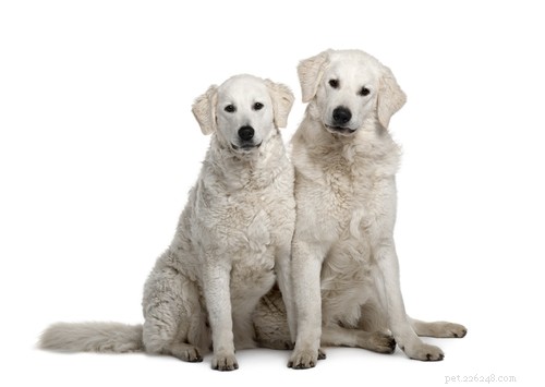 15 Dog Breeds Most Frequently Associated with Severe Bite Incidents