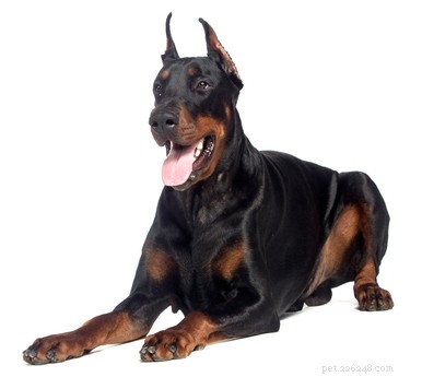15 Dog Breeds Most Frequently Associated with Severe Bite Incidents