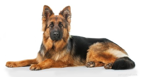 15 Dog Breeds Most Frequently Associated with Severe Bite Incidents