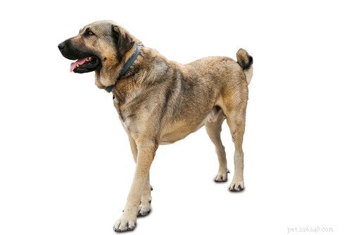 15 Dog Breeds Most Frequently Associated with Severe Bite Incidents