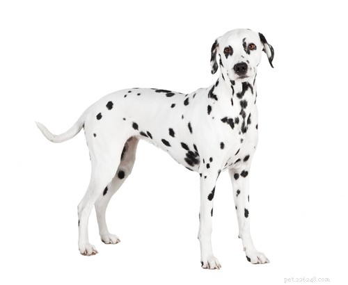15 Dog Breeds Most Frequently Associated with Severe Bite Incidents